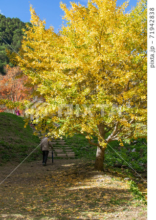 台湾 秋 あき 71942838