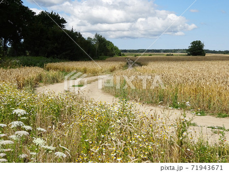 dirt road in the field 71943671