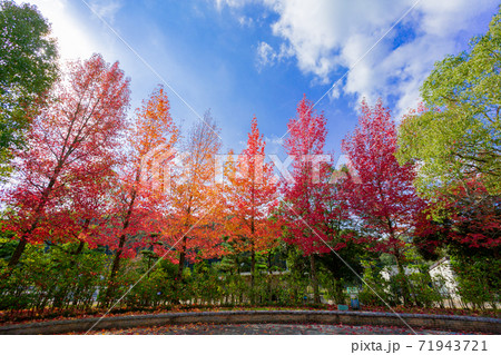 香川用水記念公園の紅葉 香川用水記念公園の紅葉 71943721