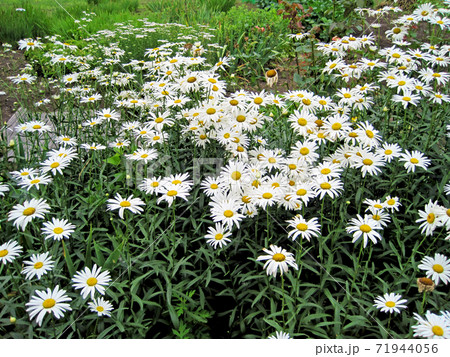 白いデイジーの花の写真素材