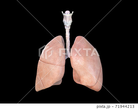Lung anatomy. Lungs icon. Respiratory system realistic illustration. Internal organs of the human design element, Anatomy, medicine concept. Healthcare. Isolated black. 3D rendering 71944213