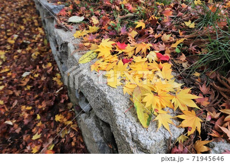 奈良県　高取城の紅葉 71945646