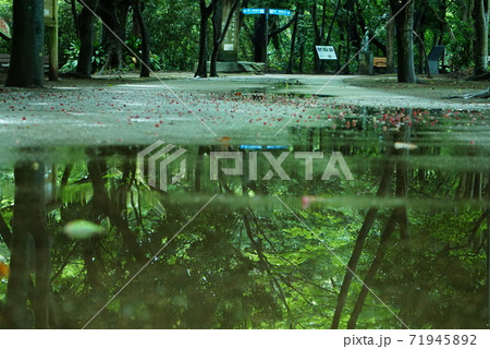 水溜りに映る新緑 71945892