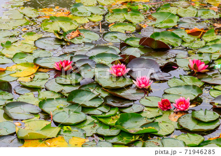 Pink water lilies (Nymphaea) in a lake 71946285