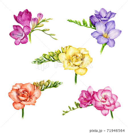 Freesia Flower Bright Watercolor Illustration Set のイラスト素材