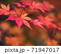 真っ赤に染まるモミジ 71947017