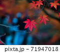 真っ赤に色付くモミジ 71947018