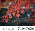 真っ赤に染まるカエデ 71947020