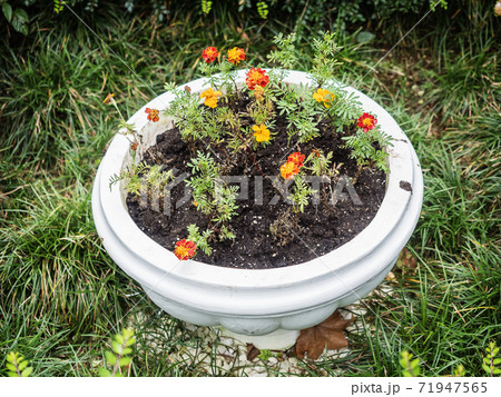 Round stone pot with yellow flowers stands on green grass Round stone pot with yellow flowers stands on green grass 71947565