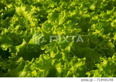 Butter Lettuce Butter Lettuce 71948148