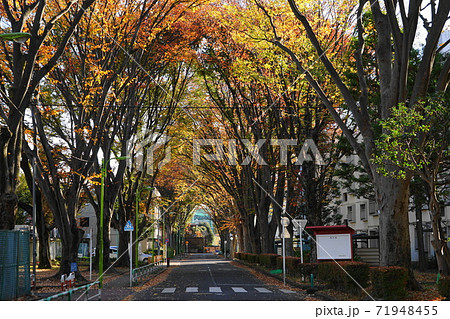 11月 世田谷451ケヤキ並木の紅葉・けやきロード祖師谷 11月 世田谷451ケヤキ並木の紅葉・けやきロード祖師谷 71948455