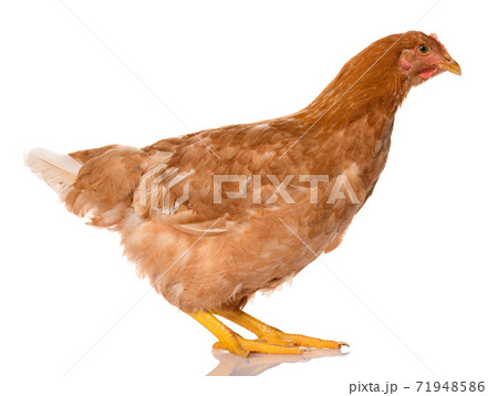 one brown chicken isolated on white background, studio shoot one brown chicken isolated on white background, studio shoot 71948586