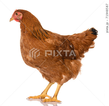 one brown chicken isolated on white background, studio shoot 71948587