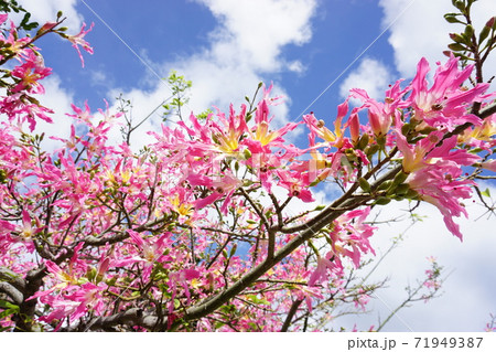 沖縄の鑑賞木 トックリキワタ 枝の先の花の写真素材 沖縄の鑑賞木 トックリキワタ 枝の先の花の写真素材