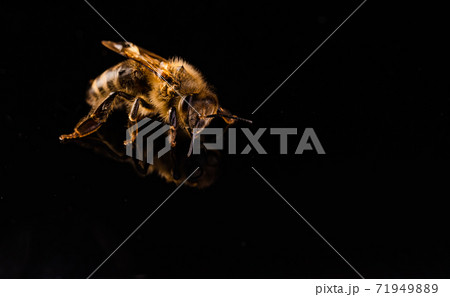 Honey bee macro, isolated on black background. Bee concept. 71949889