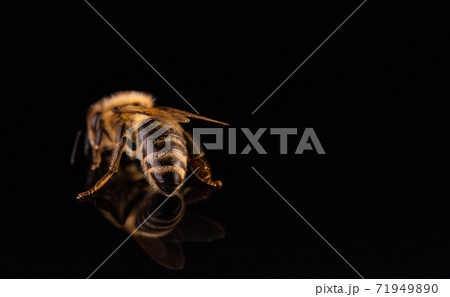 Honey bee macro, isolated on black background. Bee concept. 71949890