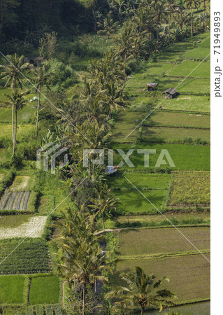 Crop fields, and rice paddies, near the village of Besakih, Bali, Indonesia. 71949893