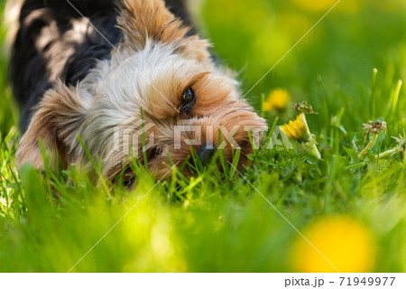 Cute Yorkshire Terrier dog and beagle dog chese each other in backyard. 71949977