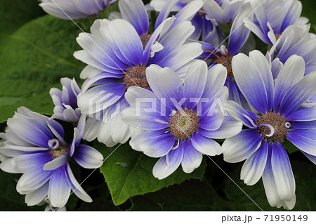 サイネリア ティアブルーの花の写真素材