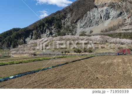 大鹿村、桜咲く大西公園 71950339