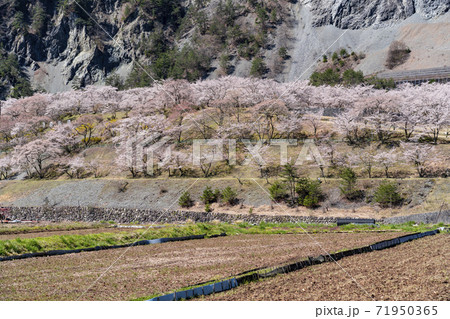 大鹿村、桜咲く大西公園 大鹿村、桜咲く大西公園 71950365