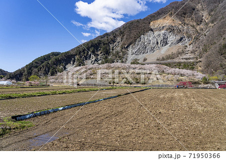 大鹿村、桜咲く大西公園 71950366