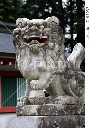 富士御室浅間神社の狛犬 富士御室浅間神社の狛犬 71950374