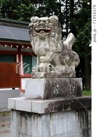 富士御室浅間神社の狛犬 富士御室浅間神社の狛犬 71950376