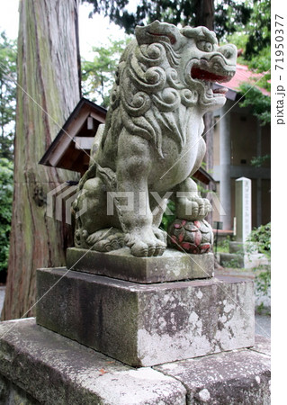 富士御室浅間神社の狛犬 富士御室浅間神社の狛犬 71950377