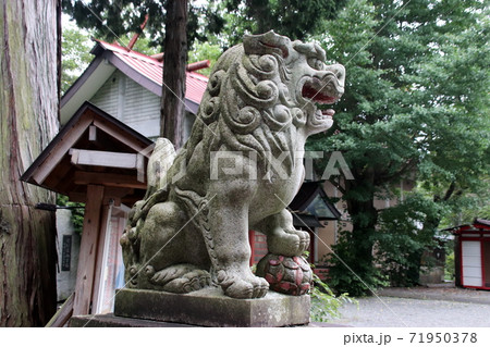 富士御室浅間神社の狛犬 富士御室浅間神社の狛犬 71950378