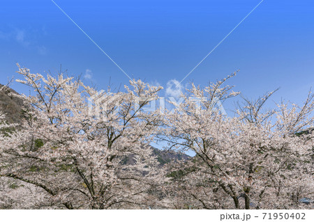 大鹿村、大西公園の桜 大鹿村、大西公園の桜 71950402