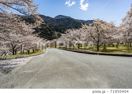 大鹿村、大西公園の桜 71950404