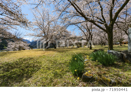 大鹿村、桜咲く大西公園 大鹿村、桜咲く大西公園 71950441