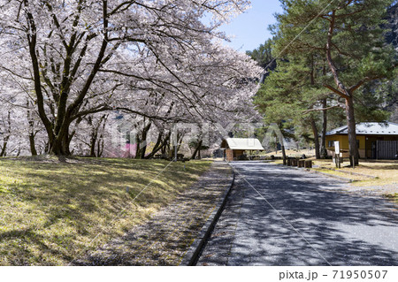桜咲く大鹿村大西公園 桜咲く大鹿村大西公園 71950507