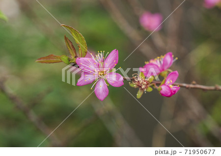 さくらんぼの花 秋 マクロ 71950677