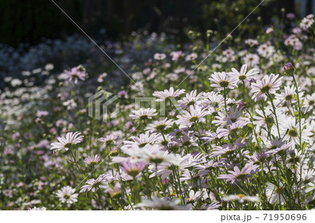 グジョルチョ 秋 花 71950696