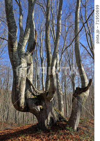 晩秋の幹曲がりブナ－梁取のブナ林　福島県只見町 71950699