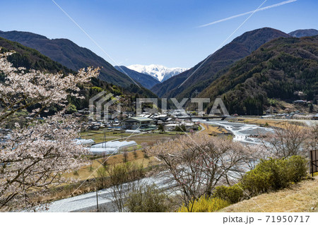 南信大鹿村、大西公園の桜越に望む残雪の南アルプス赤石岳 71950717
