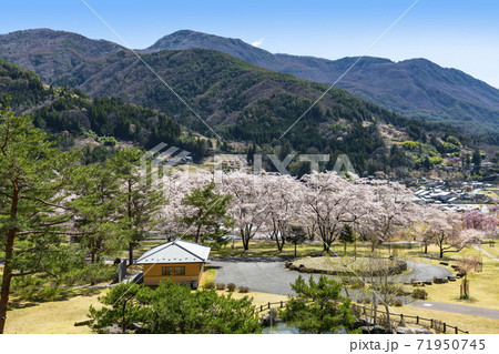 大鹿村、桜咲く大西公園と残雪の南アルプス赤石岳 大鹿村、桜咲く大西公園と残雪の南アルプス赤石岳 71950745