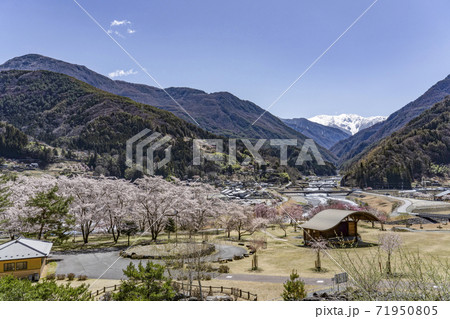 桜咲く大鹿村大西公園と残雪の南アルプス赤石岳 桜咲く大鹿村大西公園と残雪の南アルプス赤石岳 71950805
