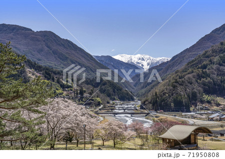 桜咲く大鹿村大西公園と残雪の南アルプス赤石岳 桜咲く大鹿村大西公園と残雪の南アルプス赤石岳 71950808