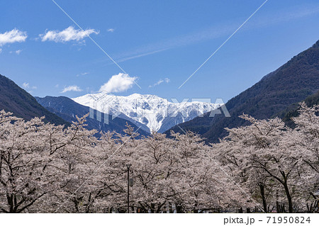 南信大鹿村、大西公園の桜越に望む残雪の南アルプス赤石岳 71950824
