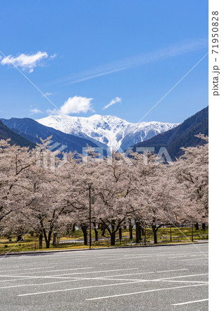 南信大鹿村、大西公園の桜越に望む残雪の南アルプス赤石岳 71950828