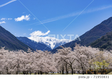 南信大鹿村、大西公園の桜越に望む残雪の南アルプス赤石岳 南信大鹿村、大西公園の桜越に望む残雪の南アルプス赤石岳 71950831