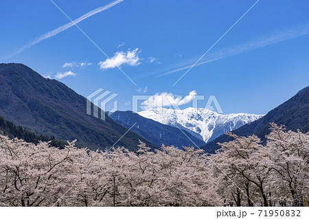 南信大鹿村、大西公園の桜越に望む残雪の南アルプス赤石岳 71950832