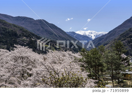 南信大鹿村、大西公園の桜越に望む残雪の南アルプス赤石岳 南信大鹿村、大西公園の桜越に望む残雪の南アルプス赤石岳 71950899