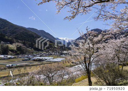 南信大鹿村、大西公園の桜越に望む残雪の南アルプス赤石岳 南信大鹿村、大西公園の桜越に望む残雪の南アルプス赤石岳 71950920