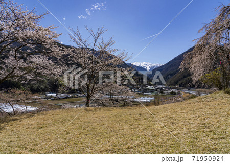 南信大鹿村、大西公園の桜越に望む残雪の南アルプス赤石岳 南信大鹿村、大西公園の桜越に望む残雪の南アルプス赤石岳 71950924