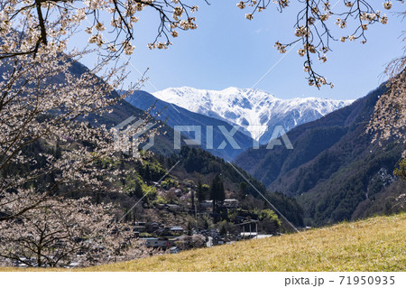 南信大鹿村、大西公園の桜越に望む残雪の南アルプス赤石岳 南信大鹿村、大西公園の桜越に望む残雪の南アルプス赤石岳 71950935