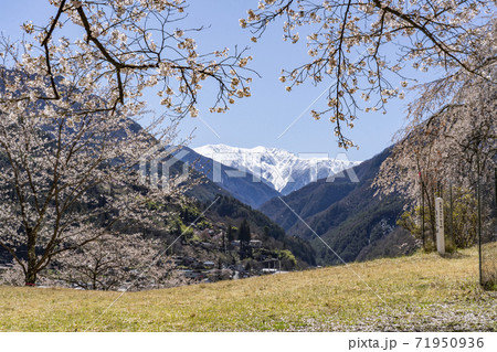 南信大鹿村、大西公園の桜越に望む残雪の南アルプス赤石岳 南信大鹿村、大西公園の桜越に望む残雪の南アルプス赤石岳 71950936